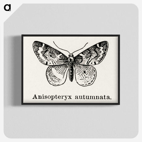 1-53_Moths-and-Butterflies-of-the-United-States_blk-crop