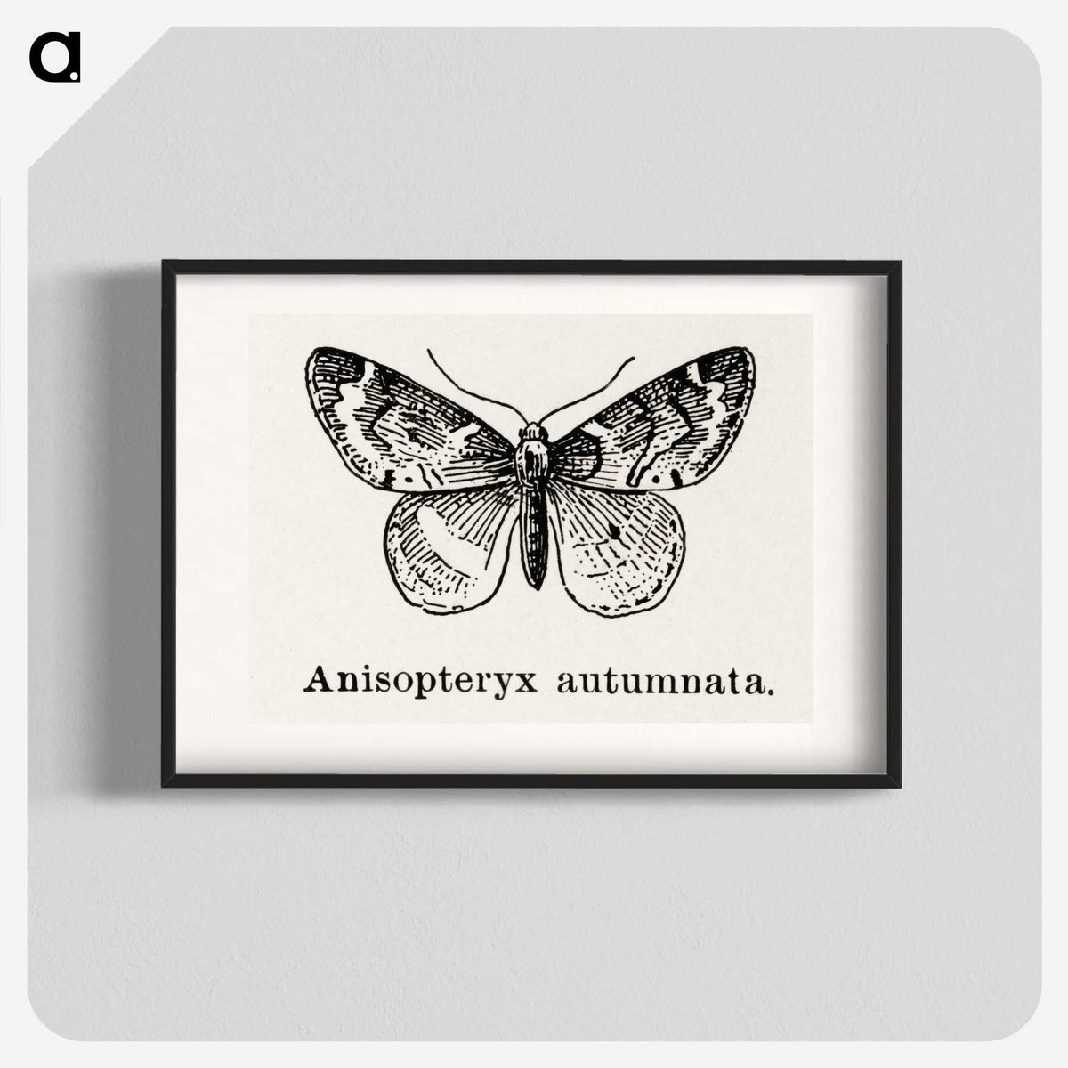 1-53_Moths-and-Butterflies-of-the-United-States_blk