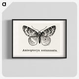 1-53_Moths-and-Butterflies-of-the-United-States_blk