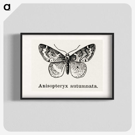 1-53_Moths-and-Butterflies-of-the-United-States_blk