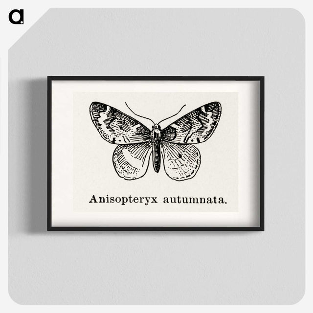 1-53_Moths-and-Butterflies-of-the-United-States_blk