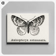 1-53_Moths-and-Butterflies-of-the-United-States_canvas