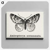 1-53_Moths-and-Butterflies-of-the-United-States_canvas