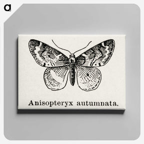 1-53_Moths-and-Butterflies-of-the-United-States_canvas