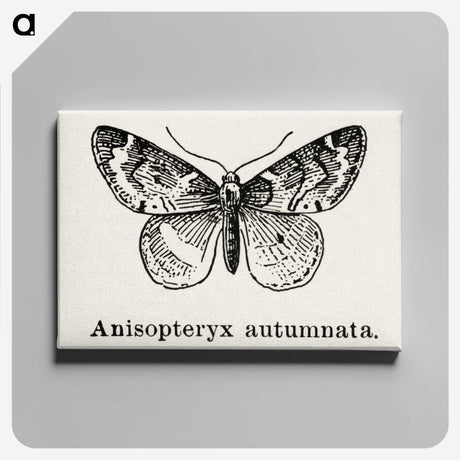1-53_Moths-and-Butterflies-of-the-United-States_canvas