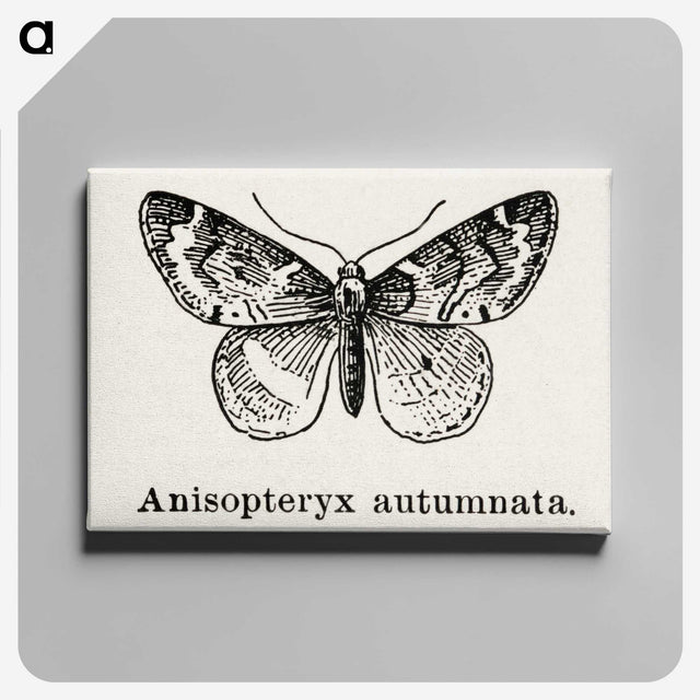 1-53_Moths-and-Butterflies-of-the-United-States_canvas