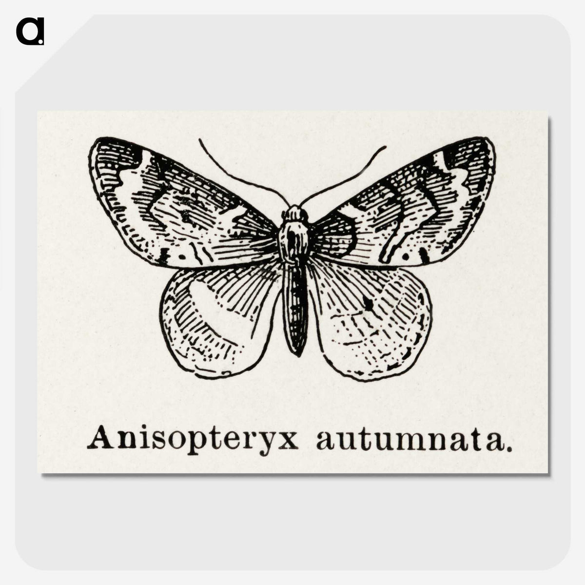 1-53_Moths-and-Butterflies-of-the-United-States_picture-crop