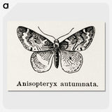 1-53_Moths-and-Butterflies-of-the-United-States_picture-crop