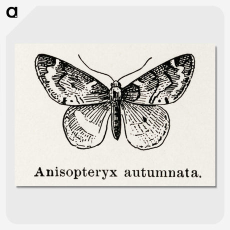 1-53_Moths-and-Butterflies-of-the-United-States_picture-crop
