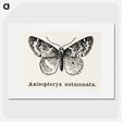 1-53_Moths-and-Butterflies-of-the-United-States_picture