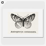 1-53_Moths-and-Butterflies-of-the-United-States_picture