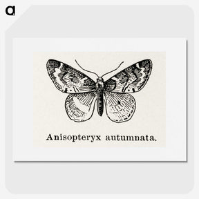 1-53_Moths-and-Butterflies-of-the-United-States_picture
