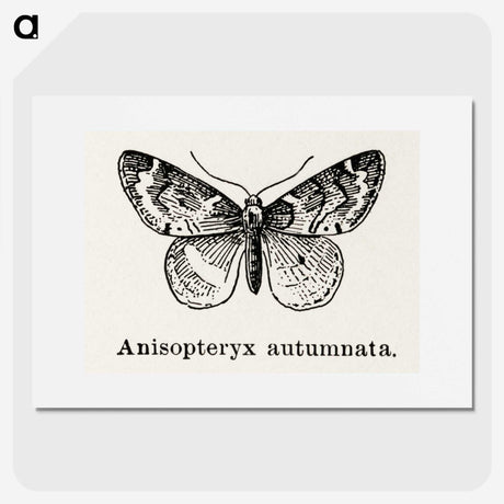 1-53_Moths-and-Butterflies-of-the-United-States_picture
