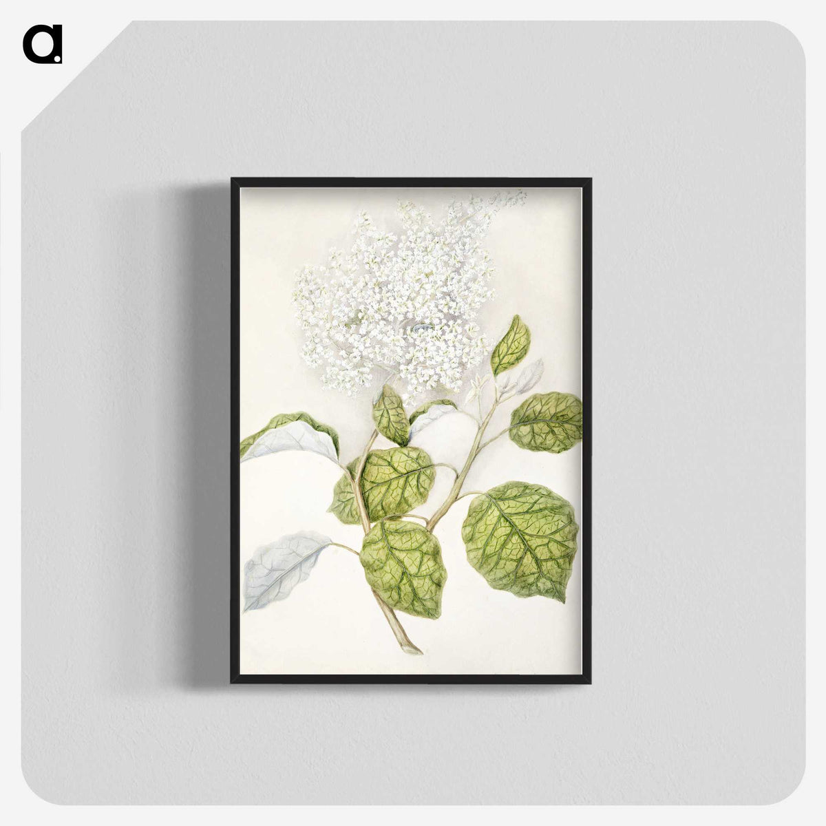 1-53_Native-Flowering-Plants-of-New-Zealand_blk-crop