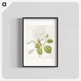 1-53_Native-Flowering-Plants-of-New-Zealand_blk