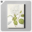 1-53_Native-Flowering-Plants-of-New-Zealand_canvas