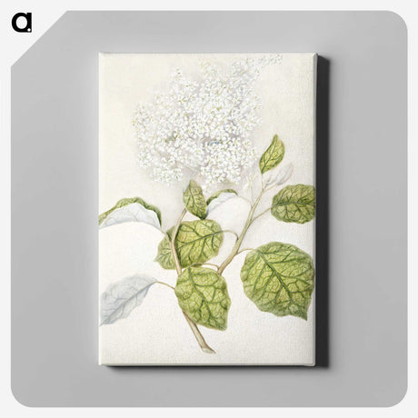 1-53_Native-Flowering-Plants-of-New-Zealand_canvas