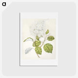 1-53_Native-Flowering-Plants-of-New-Zealand_hagaki