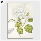1-53_Native-Flowering-Plants-of-New-Zealand_picture-crop