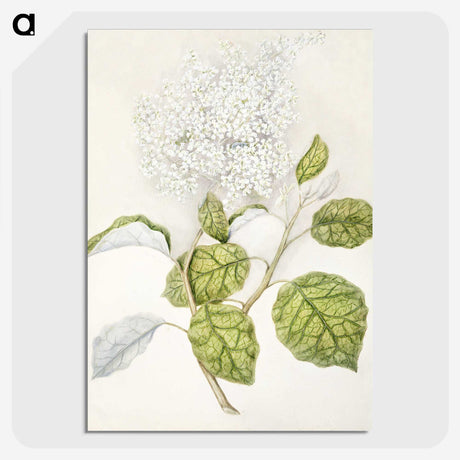 1-53_Native-Flowering-Plants-of-New-Zealand_picture-crop