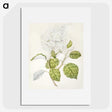 1-53_Native-Flowering-Plants-of-New-Zealand_picture