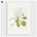 1-53_Native-Flowering-Plants-of-New-Zealand_picture
