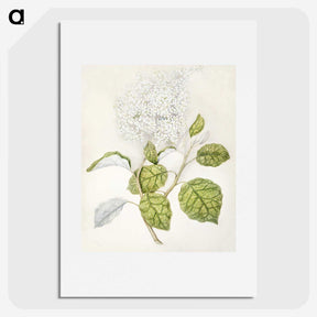 1-53_Native-Flowering-Plants-of-New-Zealand_picture