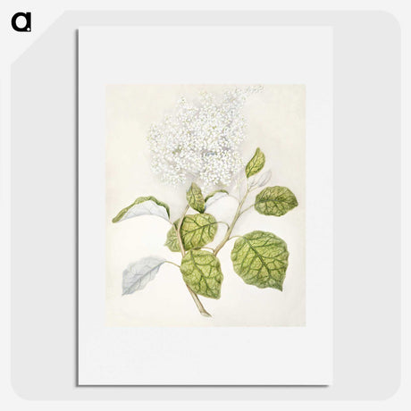1-53_Native-Flowering-Plants-of-New-Zealand_picture