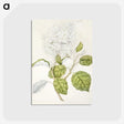1-53_Native-Flowering-Plants-of-New-Zealand_postcard