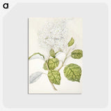 1-53_Native-Flowering-Plants-of-New-Zealand_postcard
