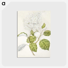 1-53_Native-Flowering-Plants-of-New-Zealand_postcard