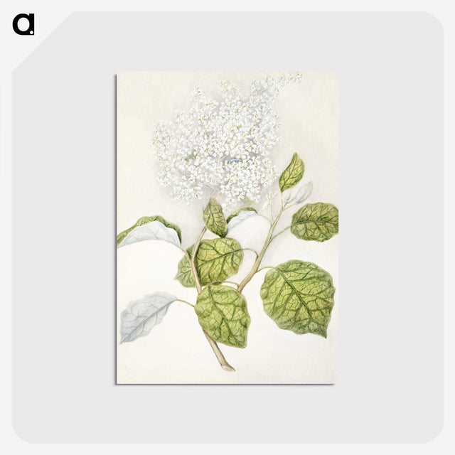 1-53_Native-Flowering-Plants-of-New-Zealand_postcard