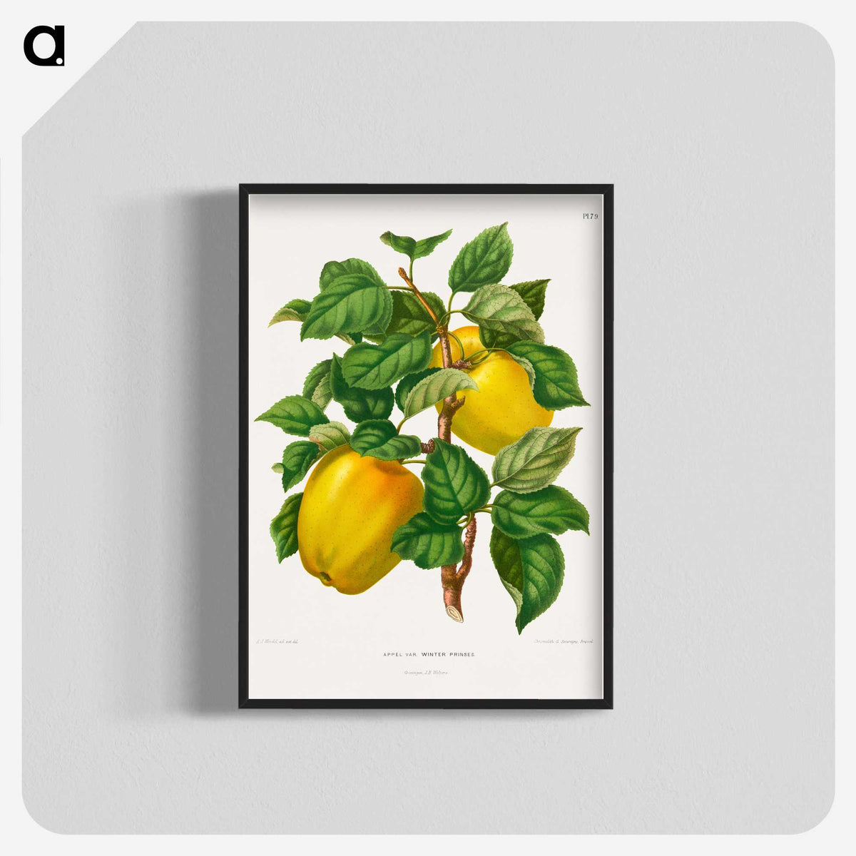 1-53_Nederlandsche-Flora-en-Pomona_blk-crop