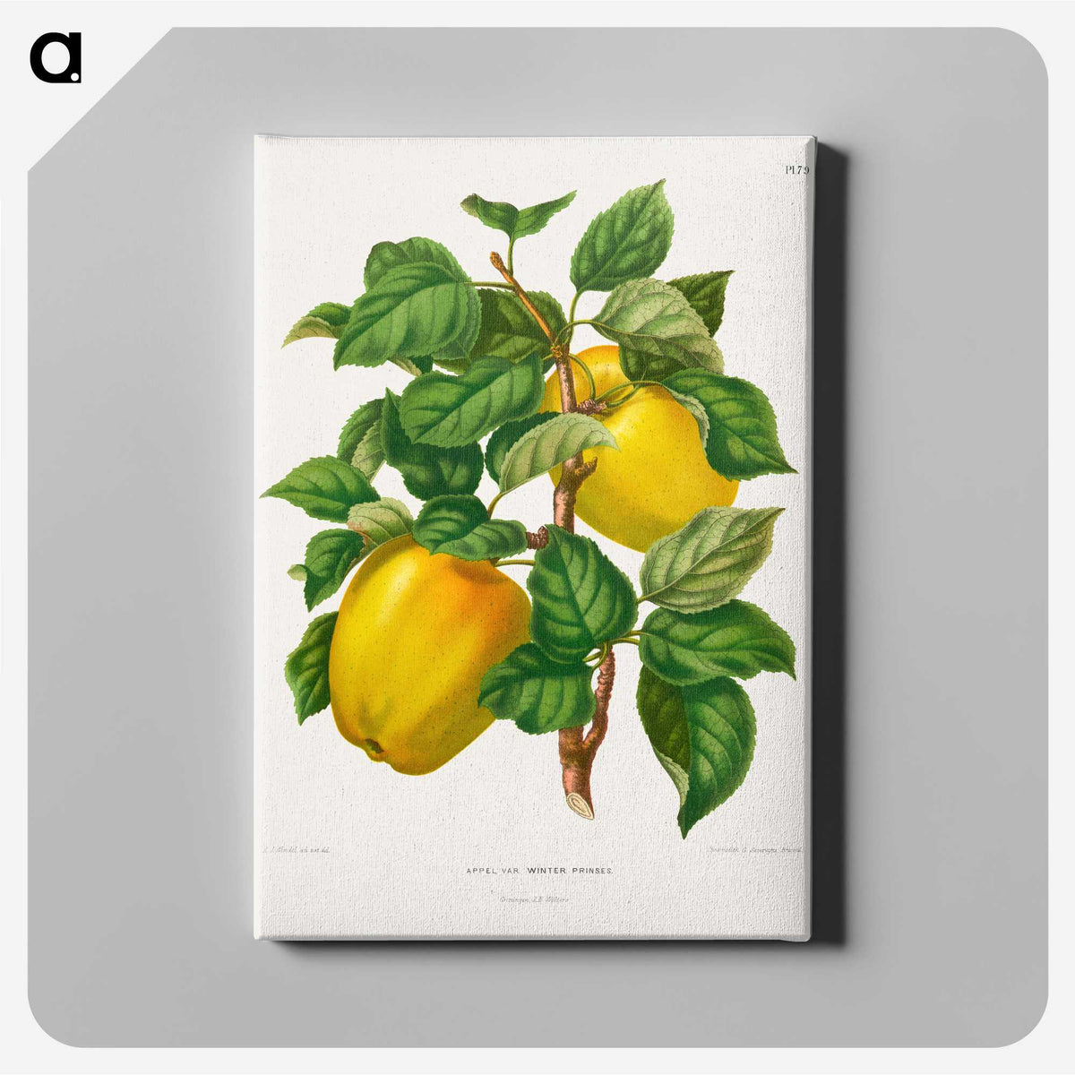 1-53_Nederlandsche-Flora-en-Pomona_canvas