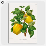 1-53_Nederlandsche-Flora-en-Pomona_picture-crop