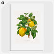 1-53_Nederlandsche-Flora-en-Pomona_picture