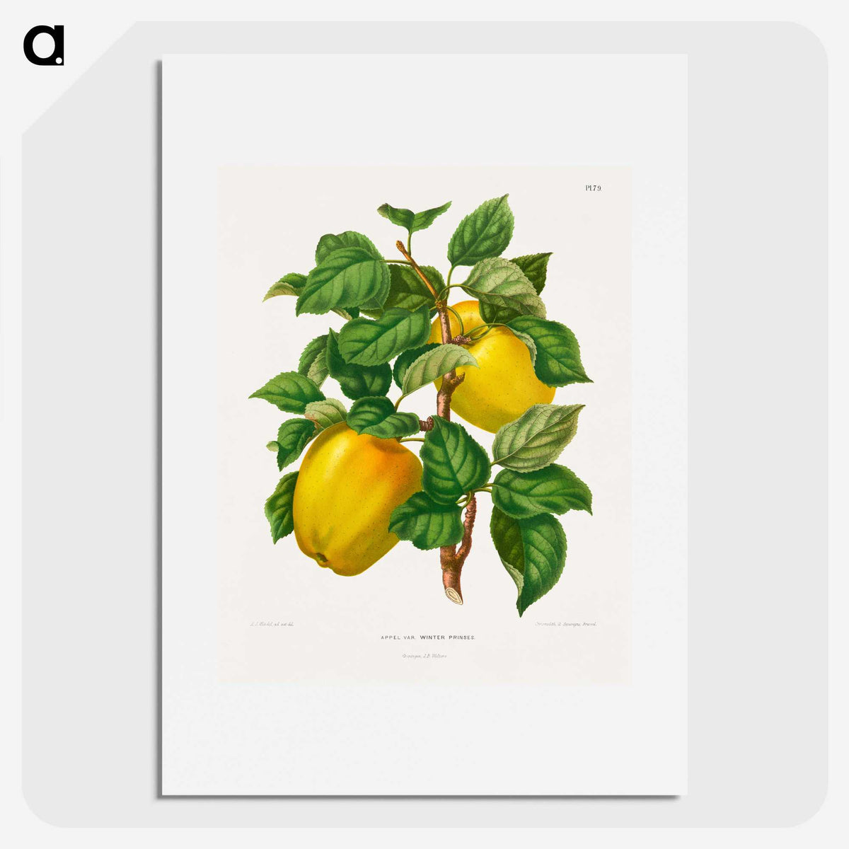 1-53_Nederlandsche-Flora-en-Pomona_picture