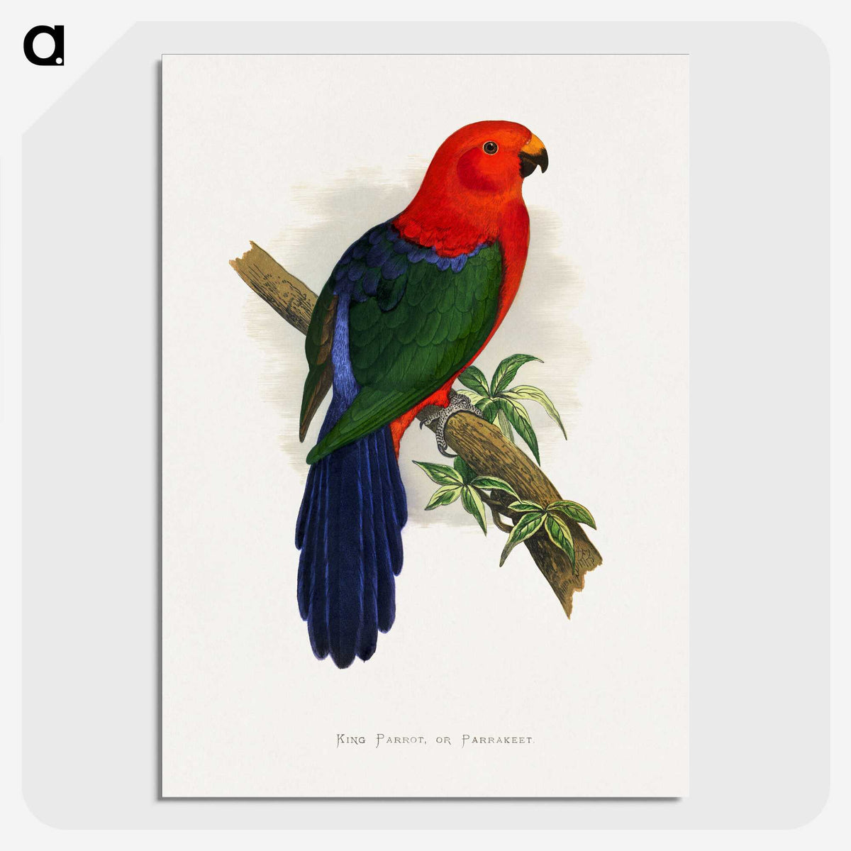 1-53_Parrots-in-Captivity_picture-crop