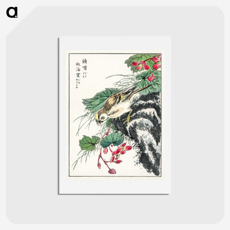 1-53_Pictorial-Monograph-of-Birds_hagaki