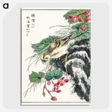 1-53_Pictorial-Monograph-of-Birds_picture-crop