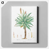 アートパネル-Aloe Ferox Image - ピエール ジョゼフ ルドゥーテ Canvas.