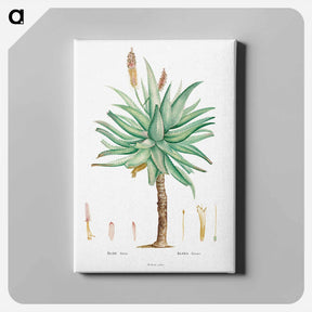 アートパネル-Aloe Ferox Image - ピエール ジョゼフ ルドゥーテ Canvas.