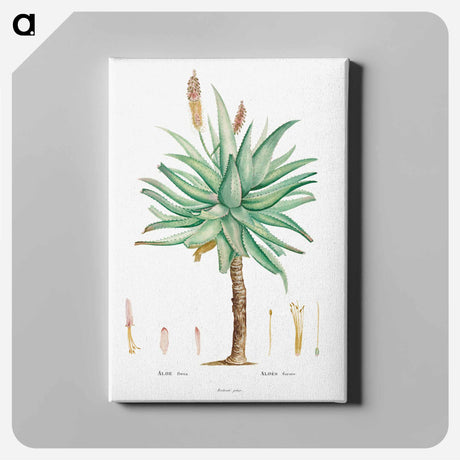 アートパネル-Aloe Ferox Image - ピエール ジョゼフ ルドゥーテ Canvas.