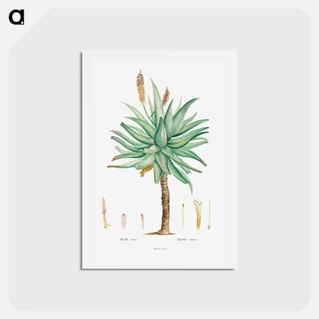 アートポストカード-Aloe Ferox Image - ピエール ジョゼフ ルドゥーテ Postcard.