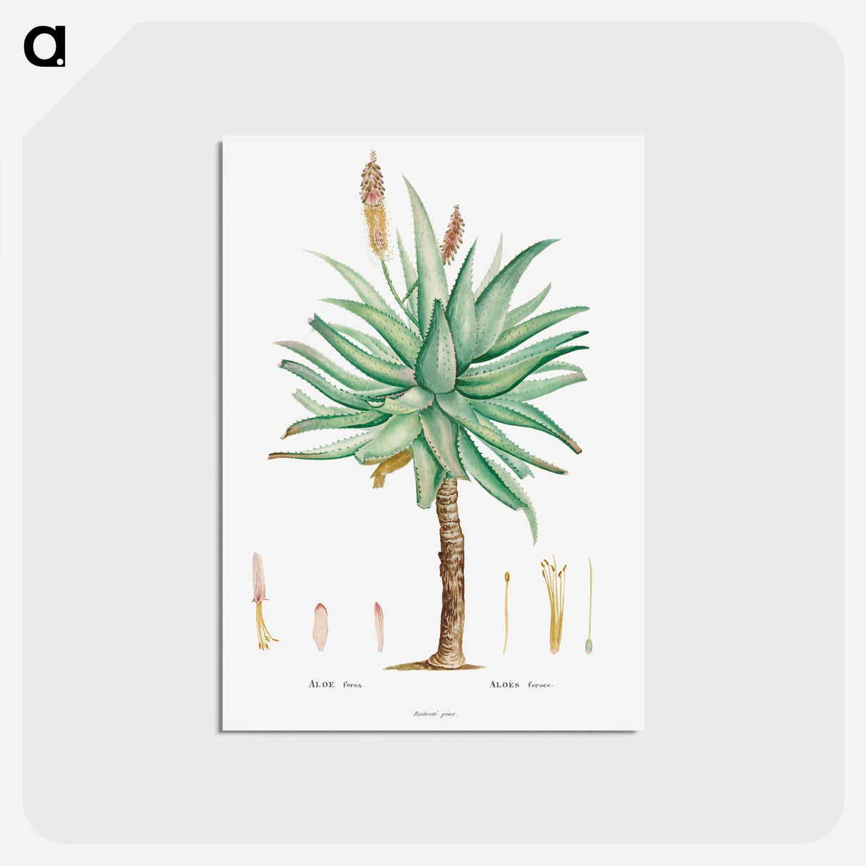 アートポストカード-Aloe Ferox Image - ピエール ジョゼフ ルドゥーテ Postcard.
