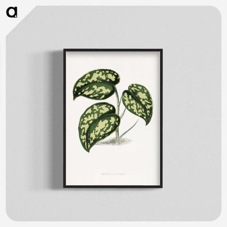 1-53_Plants-with-Colored-Foliage_blk-crop