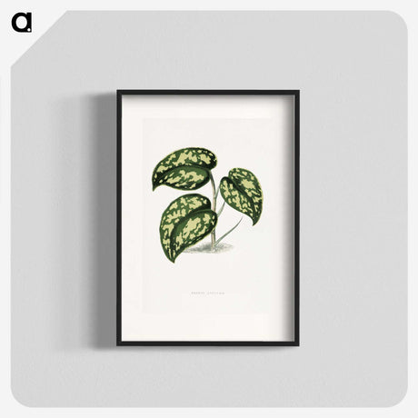 1-53_Plants-with-Colored-Foliage_blk