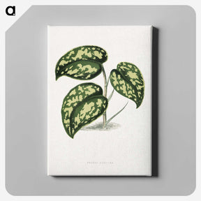 1-53_Plants-with-Colored-Foliage_canvas