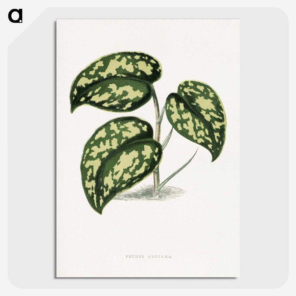 1-53_Plants-with-Colored-Foliage_picture-crop