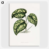 1-53_Plants-with-Colored-Foliage_picture-crop